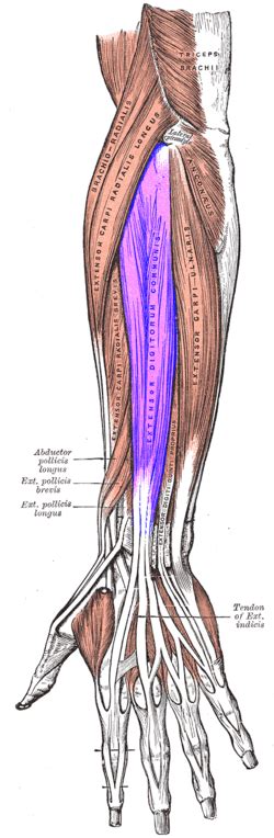 Extensor digitorum muscle - Wikipedia