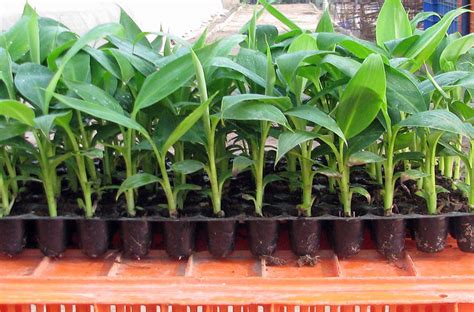 How To Grow Banana Trees In Pots… – Eco Snippets