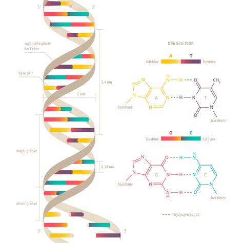 Double Helix - The Definitive Guide | Biology Dictionary