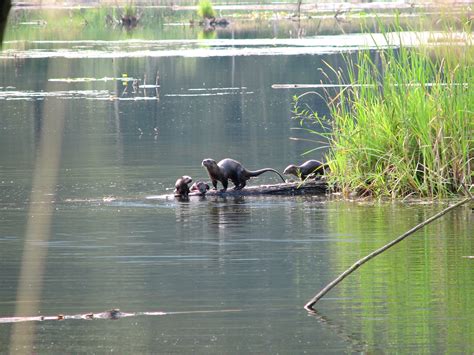 River Otter Family