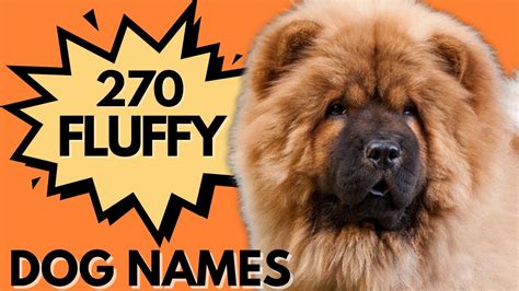 270 FLUFFY Dog Names You'll Be Smitten Over - Fun Names for Your Fluffy Dog - YouTube