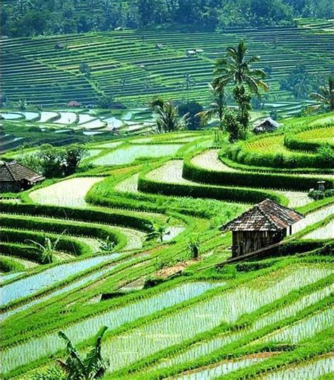 Ubud, Bali | Bali island, Ubud, Travel around the world