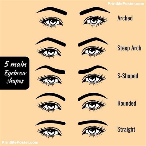 5 basic eyebrow shape types vector illustration. Fashion female brow poster