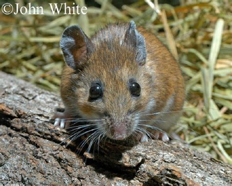 White-footed Deermouse | Tennessee Wildlife Resources Agency