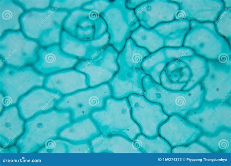 Leaf Epidermis Stomata Under Microscope. Stock Image - Image of experience, biology: 169274375