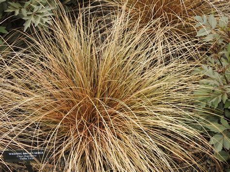 Carex flagellifera 'Toffee Twist' ('Toffee Twist' Sedge, Weeping Brown Sedge) | North Carolina ...