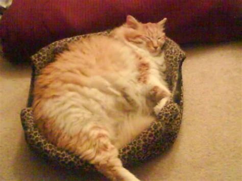 fat cat | Fat Cat; cat, chubby, cute, fat, Garfield, kitten, Orange Tabby, tabby | Fat Animals ...