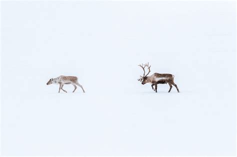 11 Fun Facts About Reindeer | Fact City