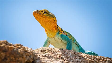 Why Lizards Are Misunderstood and Why We Need Them | Reader's Digest