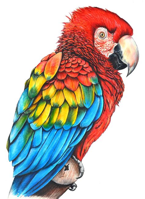 Scarlet Macaw Original Illustration