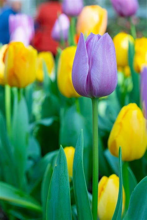 Best 500+ Tulip Pictures [HD] | Download Free Images on Unsplash