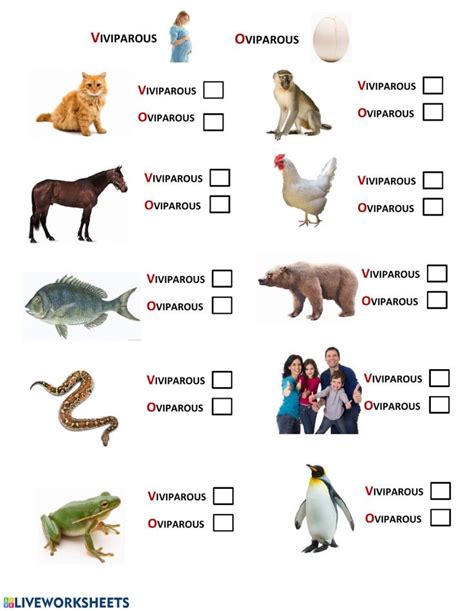 Oviparous and Viviparous Animals worksheet