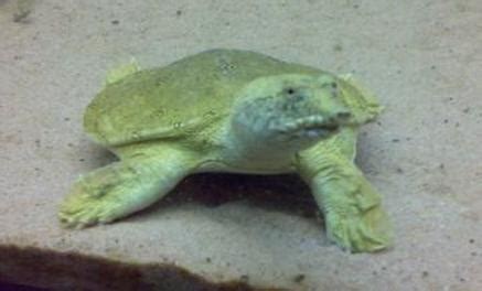 Chinese Softshell Turtle Facts and Pictures | Reptile Fact