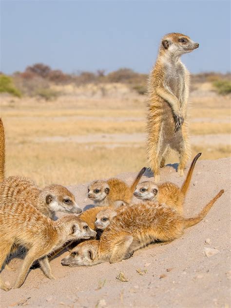 Top 141 + Animals that live in the desert - Inoticia.net