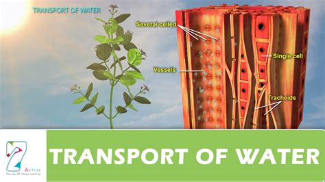 Xylem Vessels And Tracheids Diagram