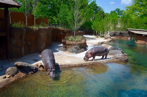 InPark Magazine – PHOTOS: Memphis Zoo’s Zambezi River Hippo Camp