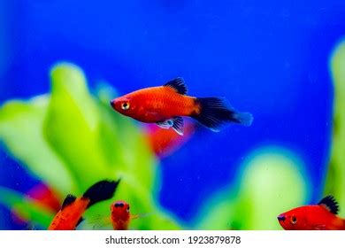 627 Live Bearing Aquarium Fish Images, Stock Photos & Vectors | Shutterstock