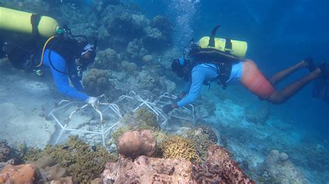 Coral Reef Restoration Project at Hurawalhi Maldives Resort