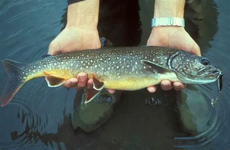 Lake Trout - Description, Habitat, Image, Diet, and Interesting Facts