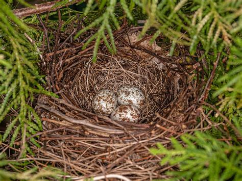 Cardinal Nesting (Behavior, Eggs, Location + FAQs) | Birdfact