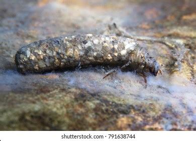 158 Caddisfly larvae Images, Stock Photos & Vectors | Shutterstock