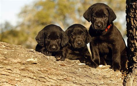 Black Labrador puppies in a tree wallpaper - Animal wallpapers - #50452