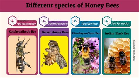 Different species of Honey Bees Indian Black Bee, Apis karinjodian ...