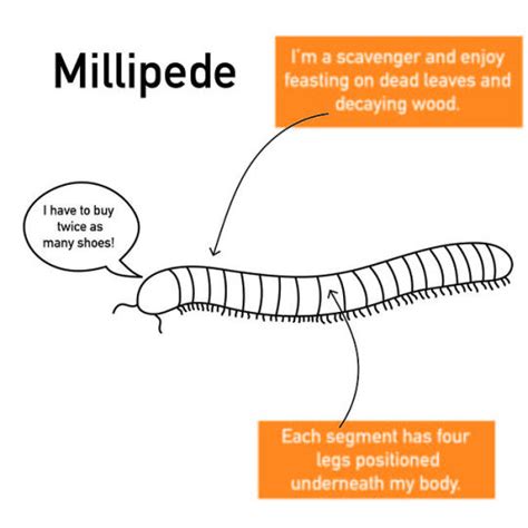 Centipede or Millipede? What’s the Difference?