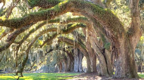 Live Oak: Heart of the Southern Landscape • Arbor Day Blog