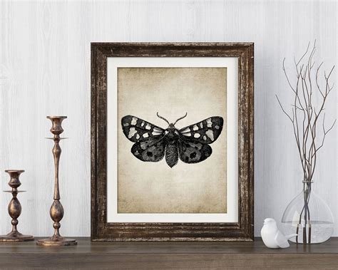 Moth Print Moth Illustration Moth Art Moth Picture - Etsy