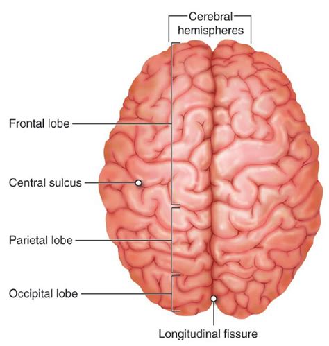 Brain | Anatomy and Physiology I