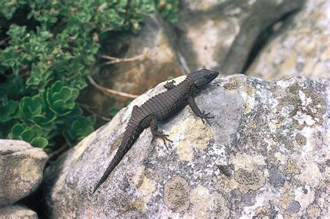 Lizard | Definition, Types, Characteristics, Classification, & Facts | Britannica