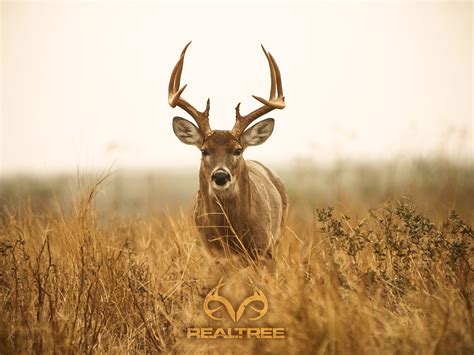 Big Whitetail Buck Wallpaper (56+ images)