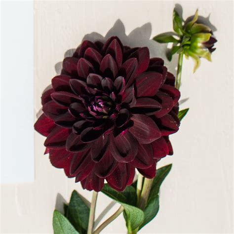 Black Dahlia Flower Bouquet