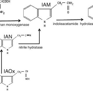 (PDF) Bacterial biosynthesis of indole-3-acetic acid