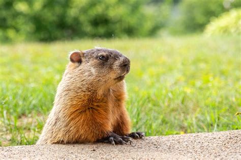 What to Do If a Groundhog Burrows under Your Shed or Deck