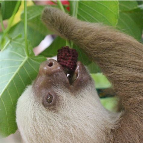 What Do Sloths Eat? Sloth Diet, Food, and Digestion - SloCo