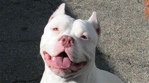 Pitbull Colors Guide: Rare Colored Pitbulls & Most Popular!