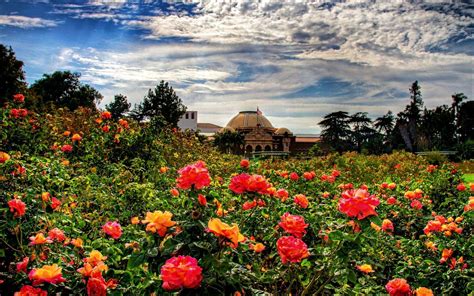 Red Rose Garden Wallpapers - Wallpaper Cave