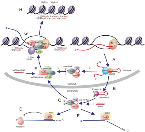 Small non-coding RNA pathways in human cells. Small non-coding RNAs can... | Download Scientific ...