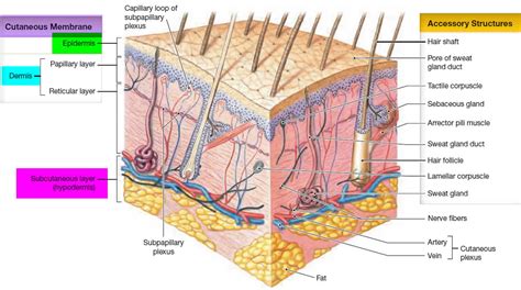 Stratum corneum anatomy, thickness, structure & stratum corneum function