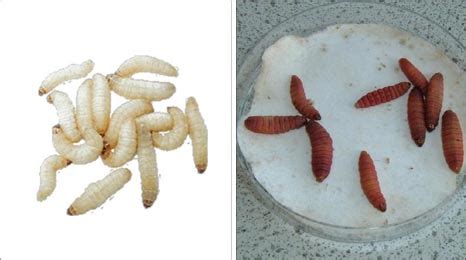 Insect Larvae Diet - cosmeticsinter