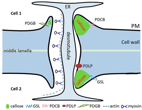 What Is Transport Proteins In Plants - Transport Informations Lane