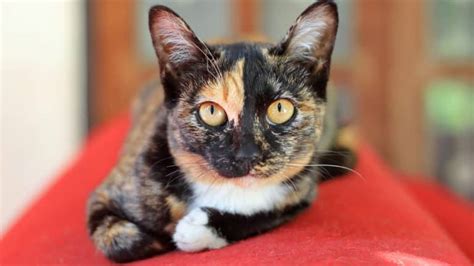 Are Calico Cats Rare? (Facts, Pet-friendly, Care) - Pet Spruce