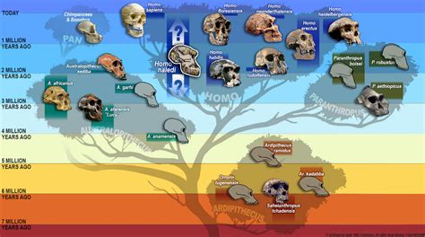 Human Evolution Tree