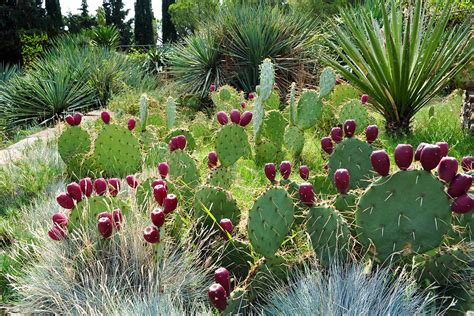 Examples Of Xerophytes Plants