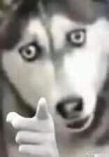 husky pointing Blank Template - Imgflip