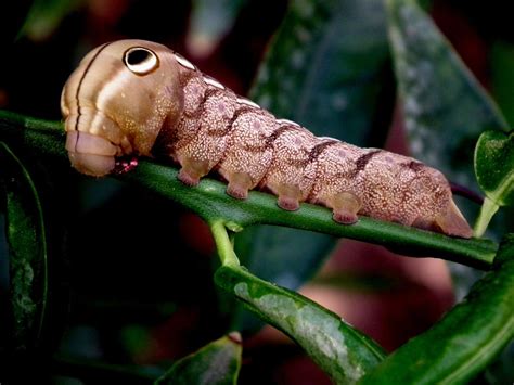 Nature and more | Sphinx moth caterpillar, Moth caterpillar, Caterpillar