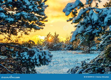 Winter Young Pine Forest at Sunset Stock Image - Image of pines, young ...