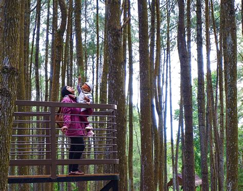 Hutan Pinus Mangunan Tiket Masuk dan Lokasi | Visit-Jogja.com